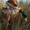 Larry Hindman - @larry.hindman - TikTok