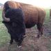 Larry Buffalo Hysmith - Facebook