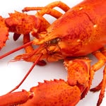 Larry Lobster Is A True Idol - @living._likelarry - Instagram