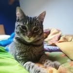 LarryBird - @larryilgatto - Instagram