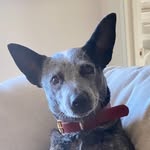 Larry Ireland - @larry_the_cattle_guy - Instagram