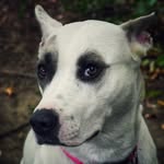 Larry Ivan Downing - @snowflakepitsky - Instagram