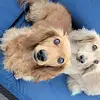 Larry Jacks - @larry.jacks2 - TikTok