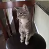 Archie Trixy Larry Jasper - @archiethecatandfriends - TikTok