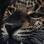 Larry Jeffrey - @ramosjeffrey428 - Instagram