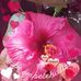 Josie Larry - Facebook
