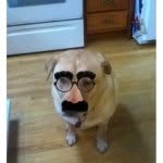 🐶benji🐶 - @benji_larry_kool - Instagram