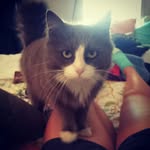 Larry the Kool Kat - @larry.koolkat - Instagram