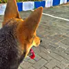 larry kush - @larry.kush0 - TikTok