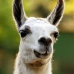 @larry_lammas - Instagram