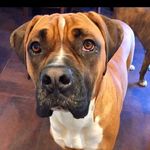 Larry The Super Dog - @larry.lamont.marth - Instagram