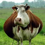 Larry Lardarse🐄 - @larrylardarse - Instagram
