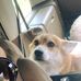 Larry Le Corgi - Facebook