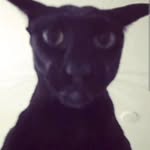 @larry_le_malicieux__ - Instagram