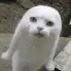larry-leader of catmafia gang - @meowmoew_mf - TikTok