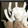 lara enderman - @lara.lenderman - TikTok