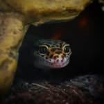 Larry | Leopard Gecko - @larry_the_leo - Instagram