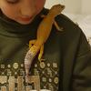 Larry - @larrytheleopardgecko - TikTok