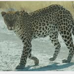 Larry leopard - @larrytheleopard - Instagram