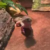 Larryleopardgecko - @larrytheleopard0 - TikTok