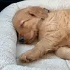 Larry Lindstrom - @larrythegolden - TikTok