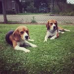 Larry&Lookythebeagles - @larrylookybeagles - Instagram