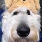 Lovin Larry 🐻‍❄️ - @lovinlarry_my_canine_companion - Instagram