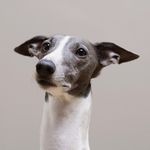 Larry Lowe - @nicklowesdog - Instagram