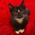 Larry, Rocky Road and Flynn - @larryandthelump - Instagram