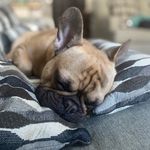 Larry - @lazy.lumpy.larry - Instagram