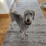 Larry the silver spoo - @larry_lump - Instagram