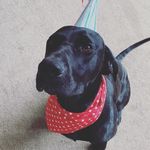 Larry Matthews 🐕‍🦺 - @larry_da_handsome_pup - Instagram
