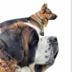 Larry & Max - @larry.max_dogs - Instagram