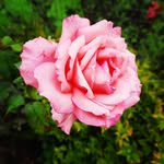 Larry Mcmahan - @kaniyeeltris02 - Instagram