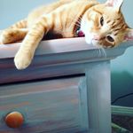 Larry Mcvey - @thelarrythecat - Instagram