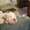 Larry Messenger - @larry.messenger - TikTok