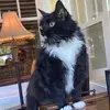 larrymiceli - @larrymiceli - TikTok