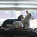 larry 🐶 & Milo 🐱 - @larry.the.dog123 - Instagram