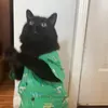 Larry & Milo - @larry_milo - TikTok