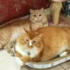 Larry-Milo - @larry_mycat - TikTok
