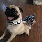 Larry, Milo, and Leonidis - @a_pug_a_schnauzer_and_a_rescue - Instagram