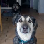 Tyler - @larry.milowdog - Instagram