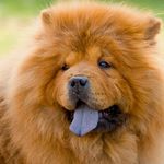Larry Mitchell - @chowchow.ins.gram - Instagram