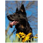 Larry Mosier - @larrymosierdogphotography - Instagram
