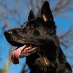 Larry Mosier Dog Photography - @larry.mosier.photography - Instagram