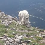 Larry Mountain-goat - @larrymountaingoat2 - Instagram