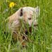 Larry Williams Mountain Bike Animal Track &amp; Sign Guide Service - M BATS - Facebook