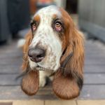 Larry Murrell - @larrythelonghairbasset - Instagram