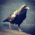 @larry_mustardo - Instagram