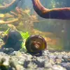 larrythesnail33 - @larrythesnail33 - TikTok